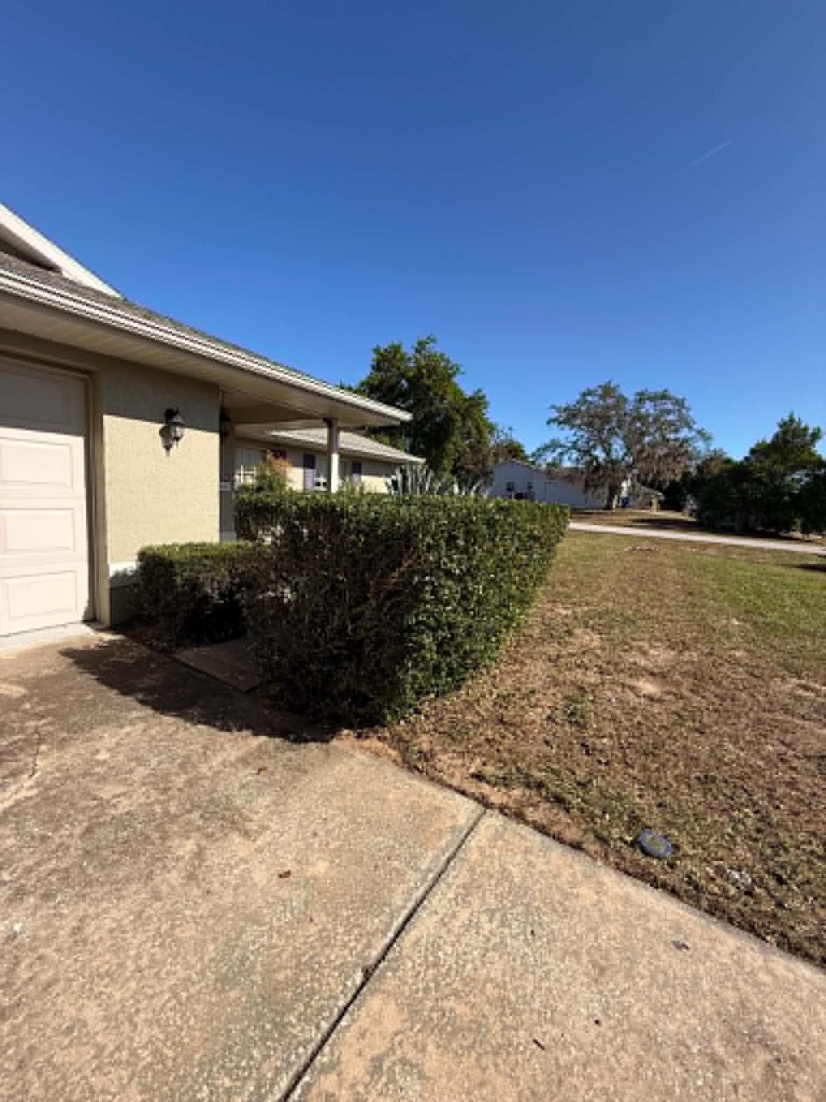 Tree & Palm Trimming in Spring Hill, FL