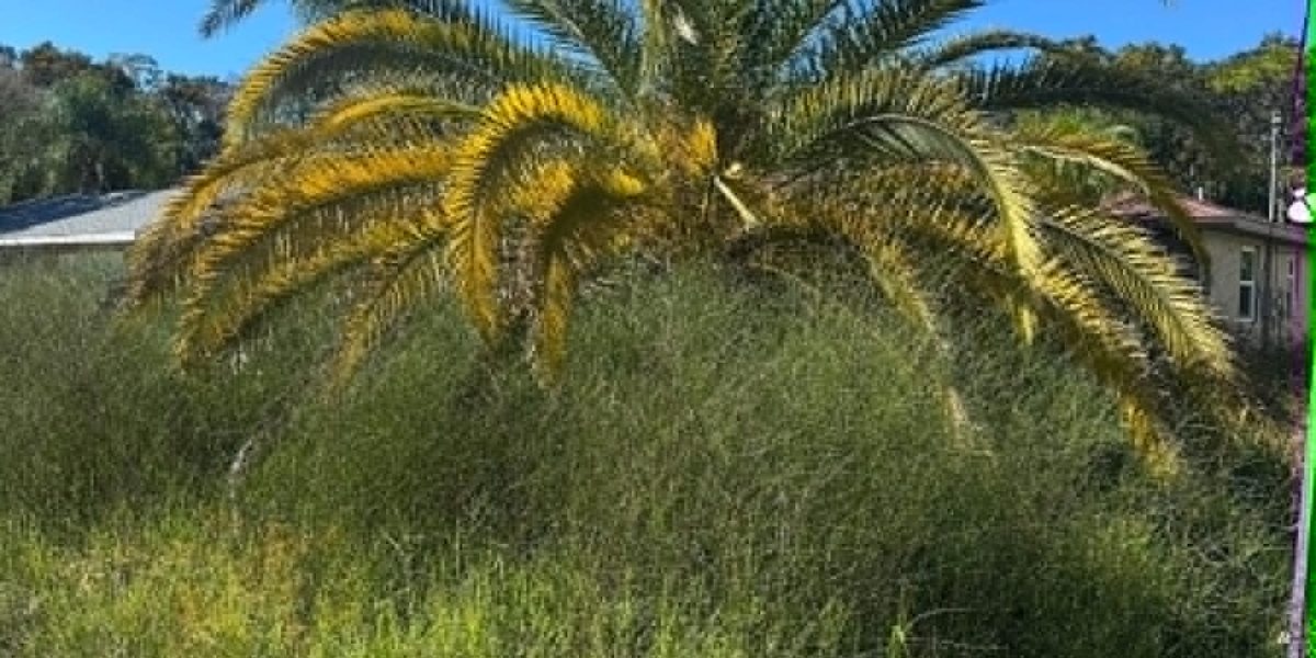 Front lot with a palm swallowed by tall grass and weeds